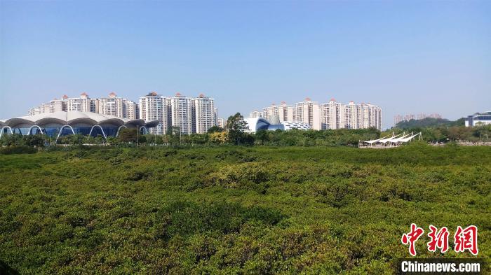 圖為防城港市北部灣海洋文化公園內(nèi)紅樹林郁郁蔥蔥?！●T抒敏 攝