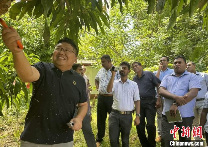 項目組芒果專家在種植園開展現(xiàn)場培訓?！≈兴鼓夏虾献鲗＜医M供圖