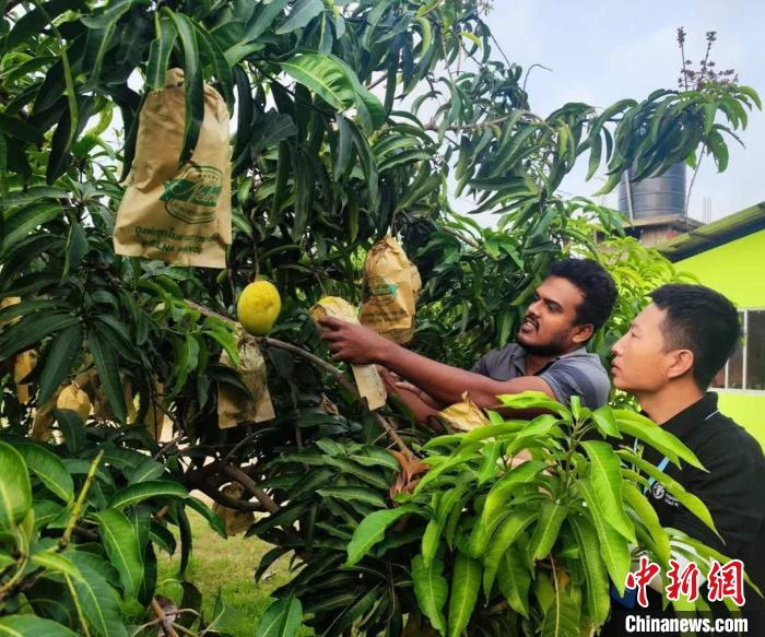 項目組專家在一處芒果生產(chǎn)基地開展田間病蟲害防控指導?！≈兴鼓夏虾献鲗＜医M供圖