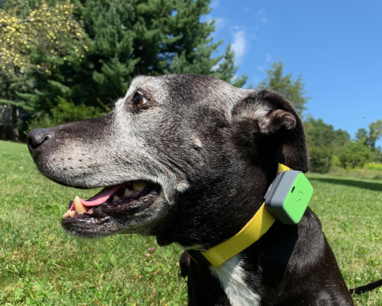 Is Whistle Dog Tracker Worth It