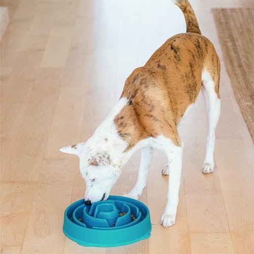 Best Slow Feeder Dog Bowl
