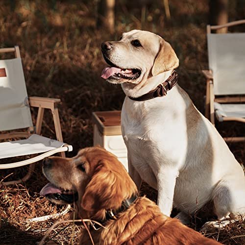 Best Leather Dog Collar
