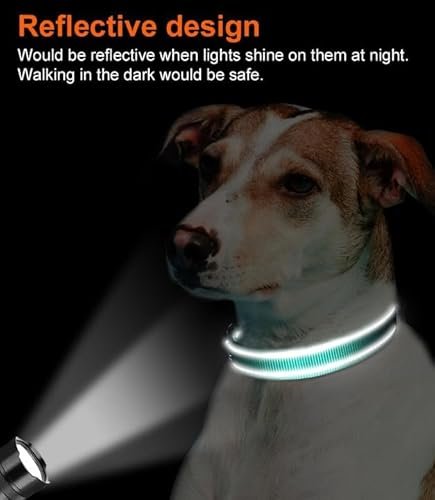 Best Dog Collar