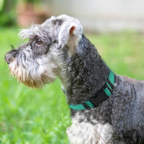 Best Reflective Dog Collar