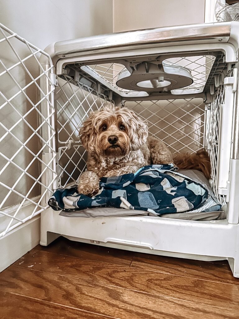 Is Diggs Revol Dog Crate Worth It
