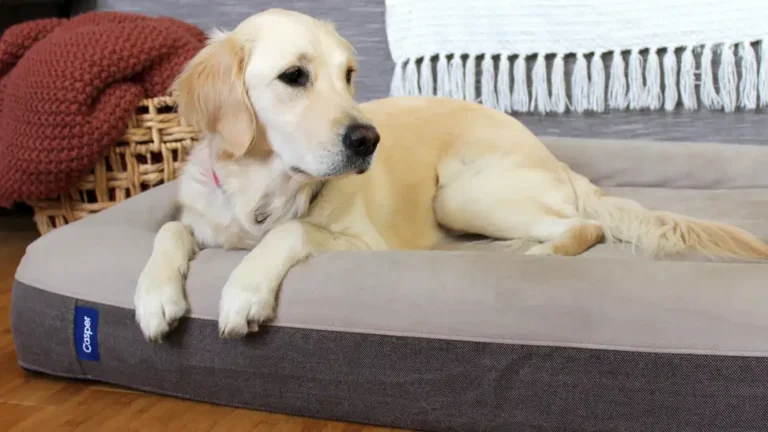 Is Casper Dog Bed Worth It