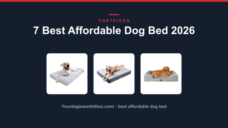7 Best Affordable Dog Bed 2026