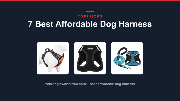 7 Best Affordable Dog Harness