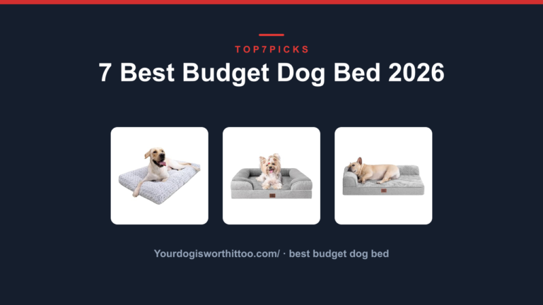 7 Best Budget Dog Bed 2026