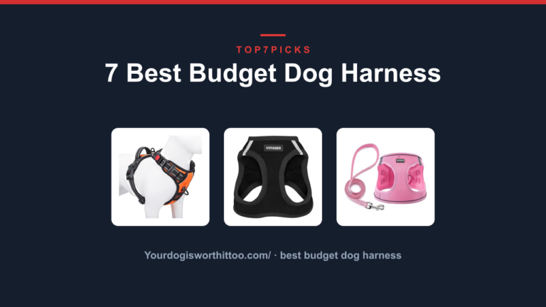 7 Best Budget Dog Harness