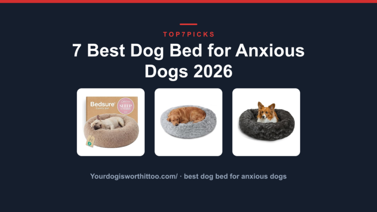 7 Best Dog Bed for Anxious Dogs 2026