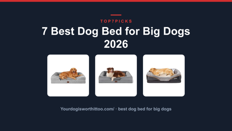 7 Best Dog Bed for Big Dogs 2026