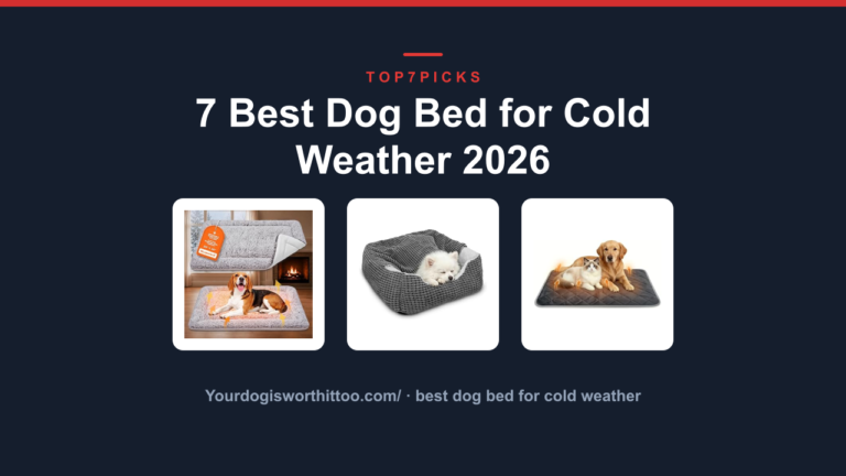 7 Best Dog Bed for Cold Weather 2026