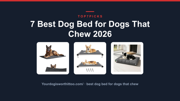 7 Best Dog Bed for Dogs That Chew 2026
