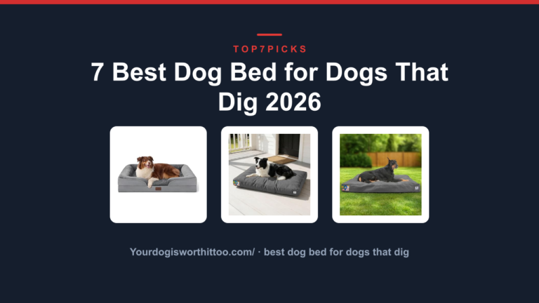 7 Best Dog Bed for Dogs That Dig 2026