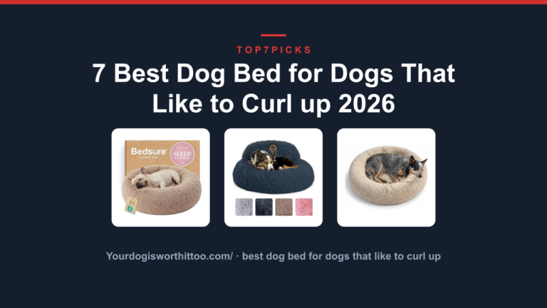 7 Best Dog Bed for Dogs That Like to Curl up 2026