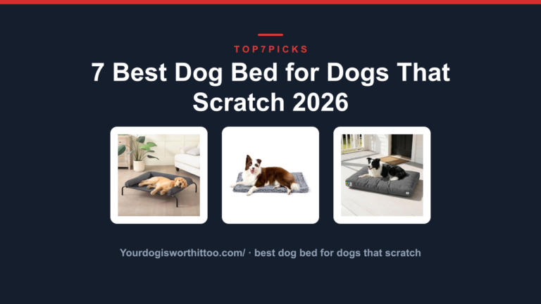 7 Best Dog Bed for Dogs That Scratch 2026