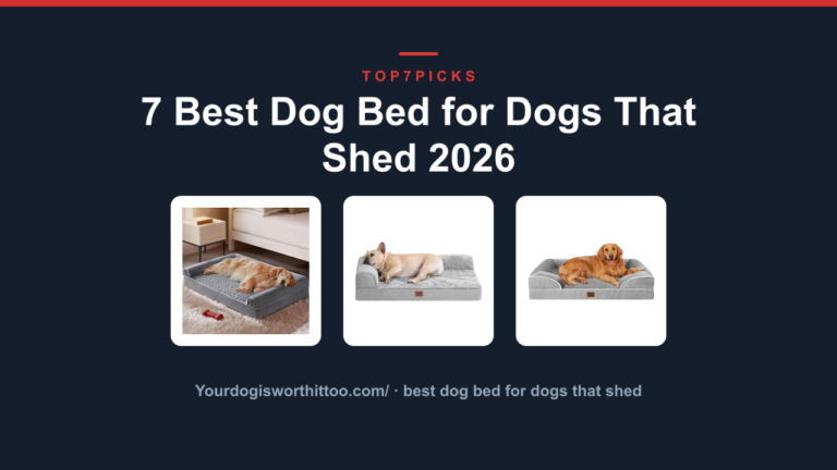 7 Best Dog Bed for Dogs That Shed 2026