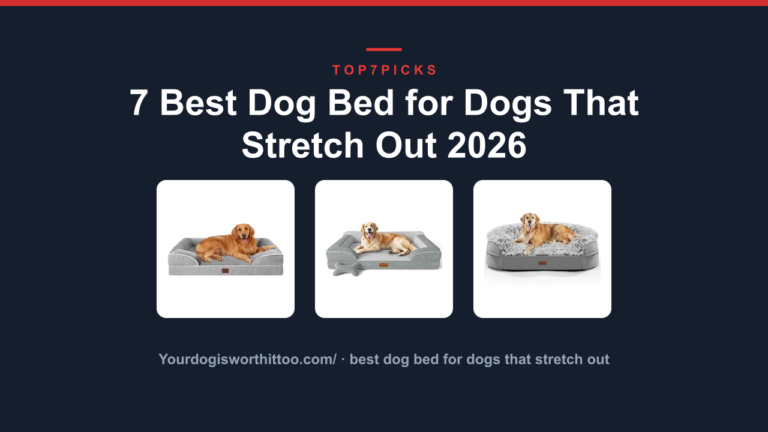 7 Best Dog Bed for Dogs That Stretch Out 2026