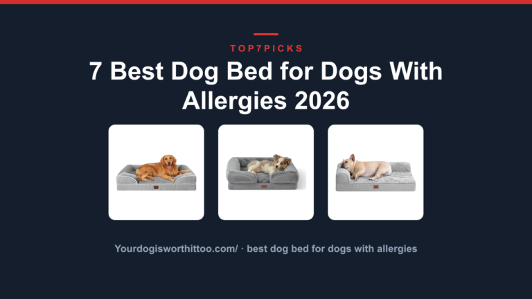 7 Best Dog Bed for Dogs With Allergies 2026