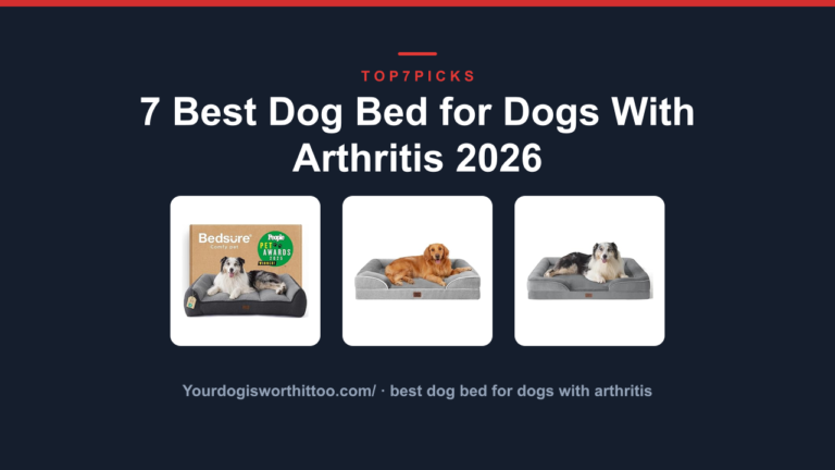 7 Best Dog Bed for Dogs With Arthritis 2026