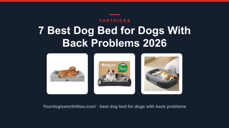 7 Best Dog Bed for Dogs With Back Problems 2026