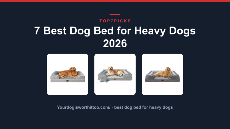 7 Best Dog Bed for Heavy Dogs 2026