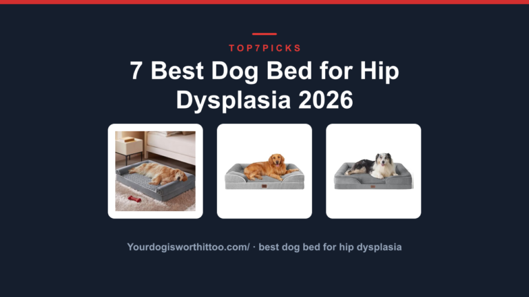 7 Best Dog Bed for Hip Dysplasia 2026