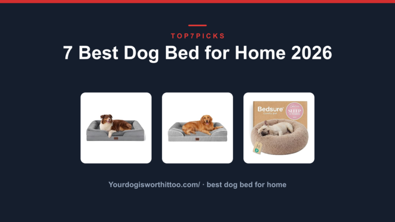 7 Best Dog Bed for Home 2026