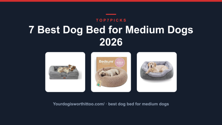 7 Best Dog Bed for Medium Dogs 2026