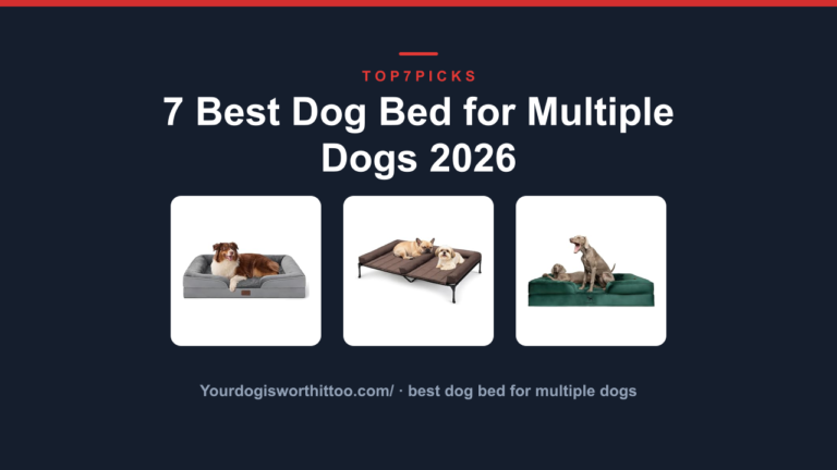 7 Best Dog Bed for Multiple Dogs 2026