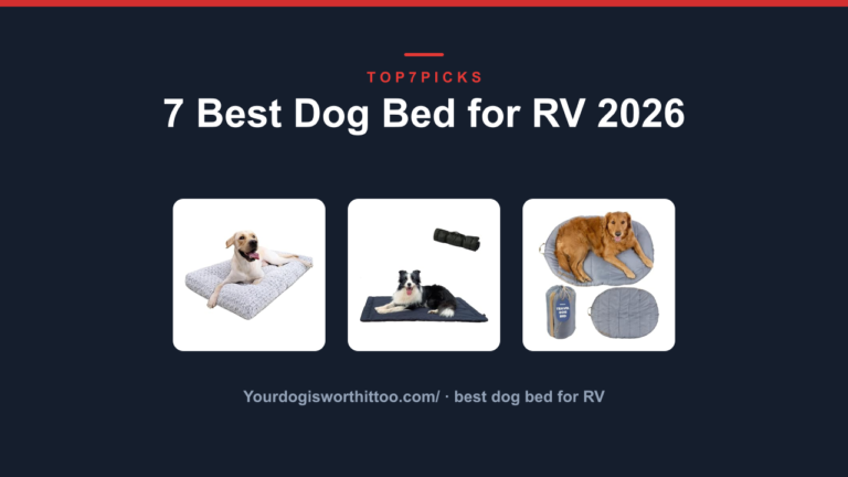 7 Best Dog Bed for RV 2026
