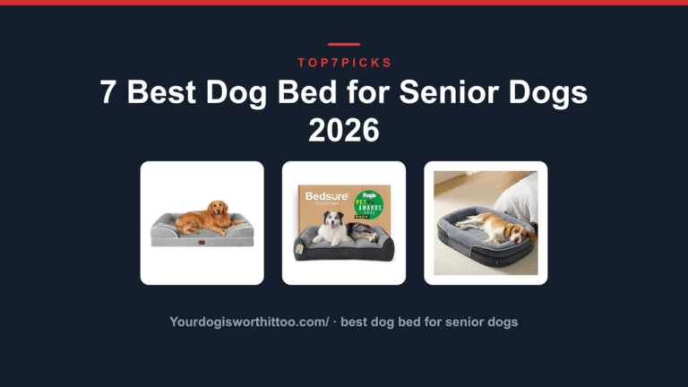 7 Best Dog Bed for Senior Dogs 2026