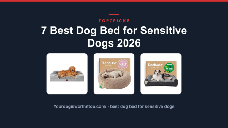 7 Best Dog Bed for Sensitive Dogs 2026