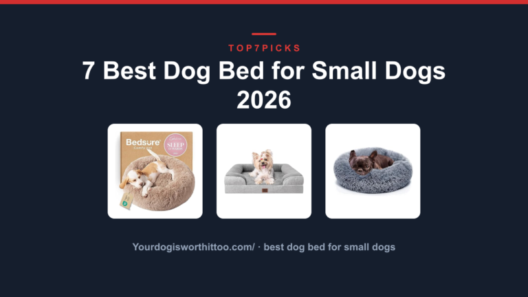 7 Best Dog Bed for Small Dogs 2026