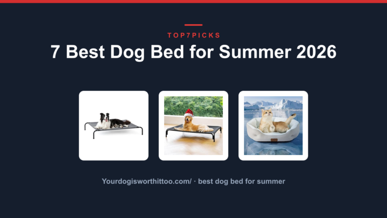 7 Best Dog Bed for Summer 2026