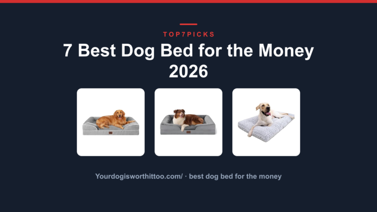 7 Best Dog Bed for the Money 2026