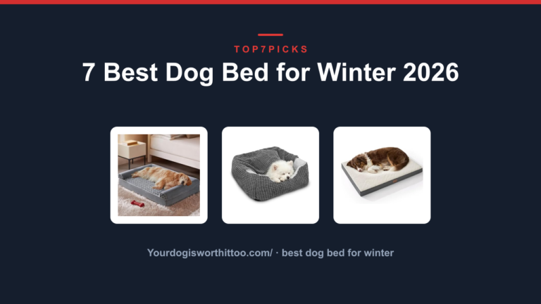 7 Best Dog Bed for Winter 2026