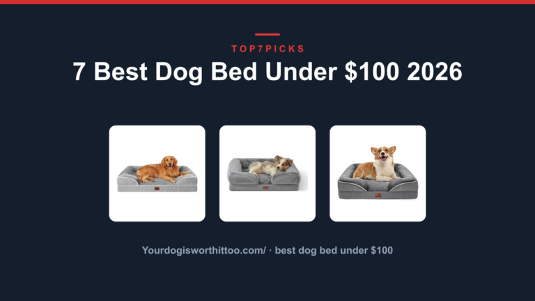7 Best Dog Bed Under $100 2026