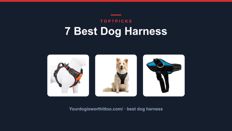 7 Best Dog Harness