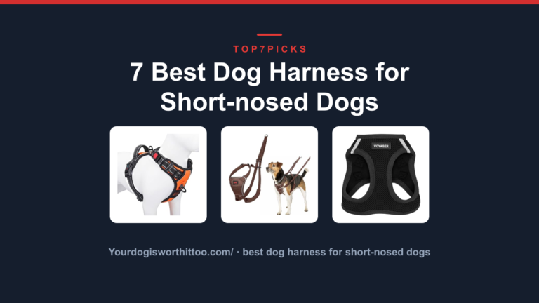 7 Best Dog Harness for Short-nosed Dogs