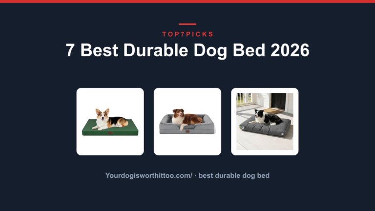 7 Best Durable Dog Bed 2026