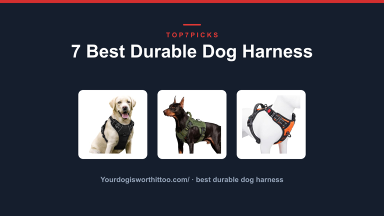7 Best Durable Dog Harness