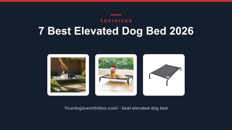 7 Best Elevated Dog Bed 2026