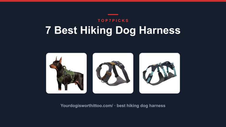 7 Best Hiking Dog Harness