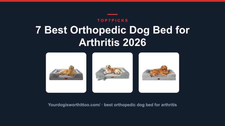 7 Best Orthopedic Dog Bed for Arthritis 2026