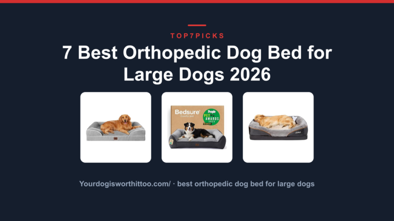 7 Best Orthopedic Dog Bed for Large Dogs 2026