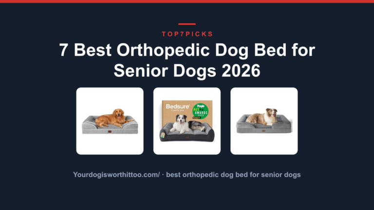 7 Best Orthopedic Dog Bed for Senior Dogs 2026