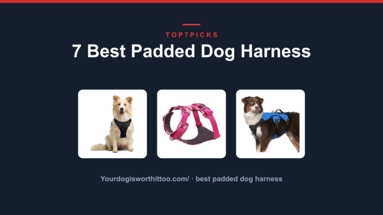 7 Best Padded Dog Harness