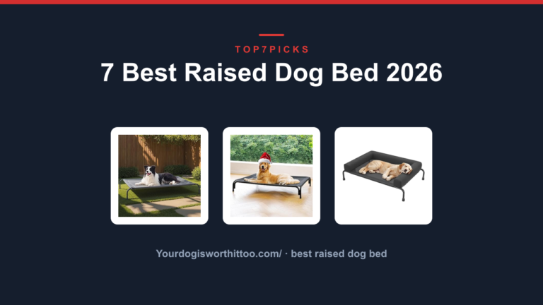 7 Best Raised Dog Bed 2026